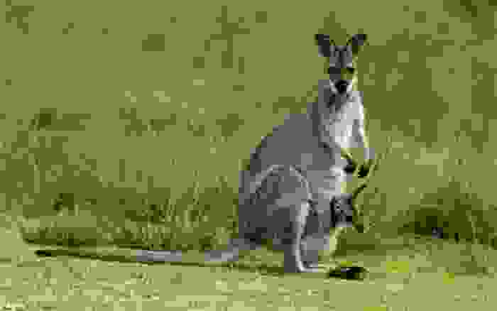 Canguro con su bebé en el marsupio