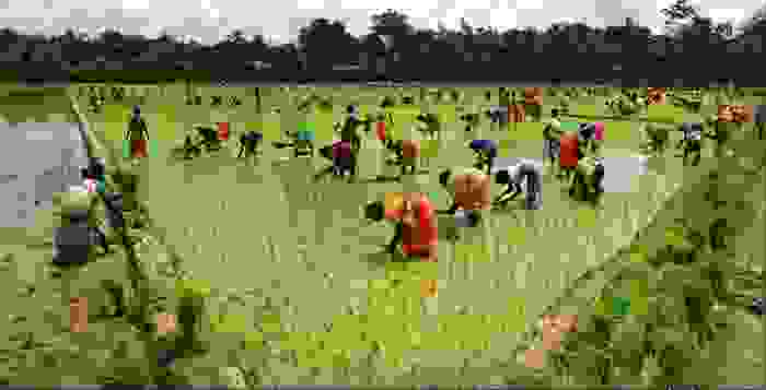 Mujeres bangladesíes trabajando la tierra