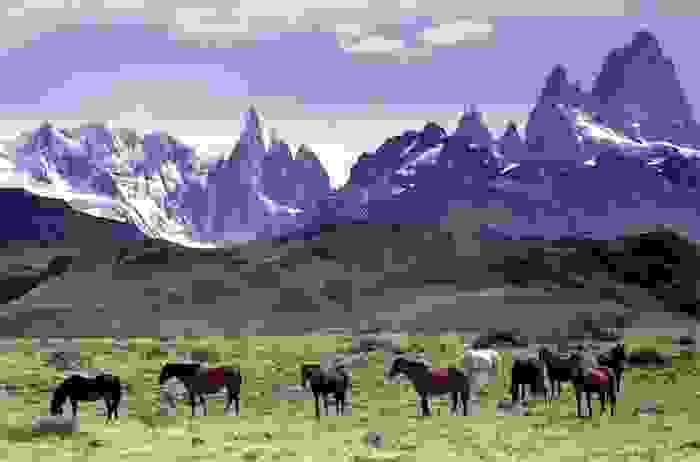 Fauna en la Cordillera de los Andes
