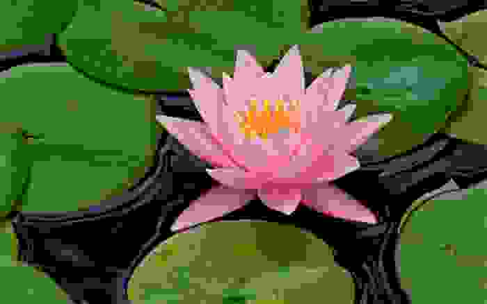 Flor de loto, planta sagrada en China e India