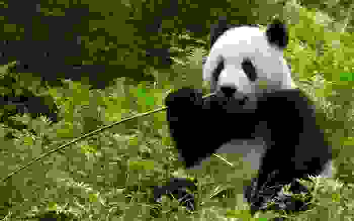Oso panda gigante comiendo bambú