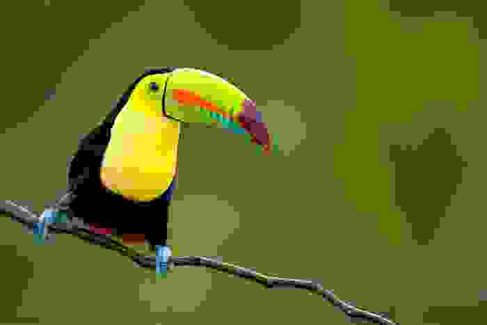 Tucán, el ave más extravagante del país, también llamado el plátano volador