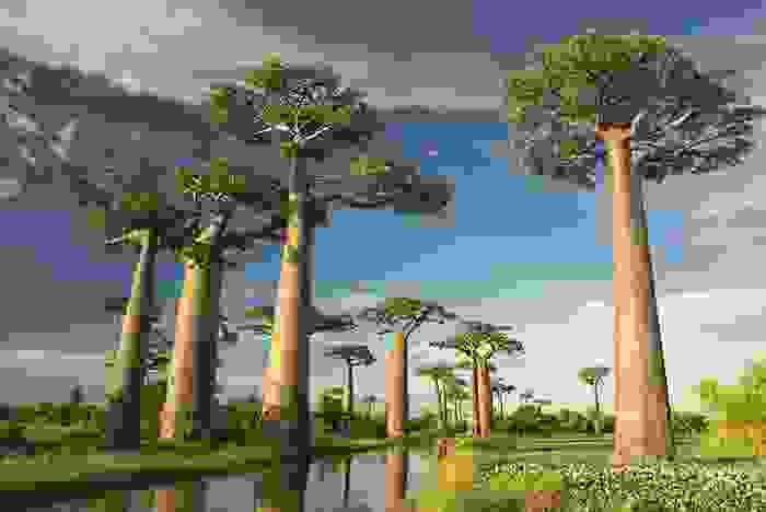 Avenida de árboles baobabs característicos del país