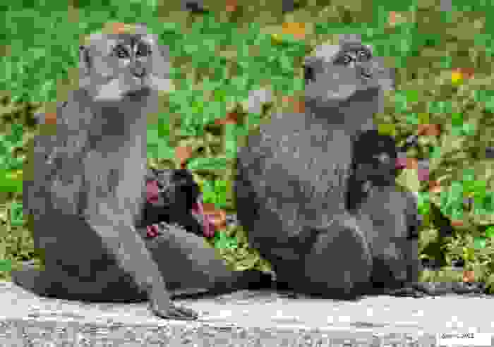 Macacos en la Reserva Natural de Bukit Timah