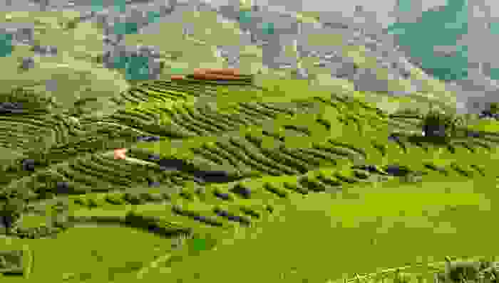 Terrazas de arroz en el Valle de Sa Pa