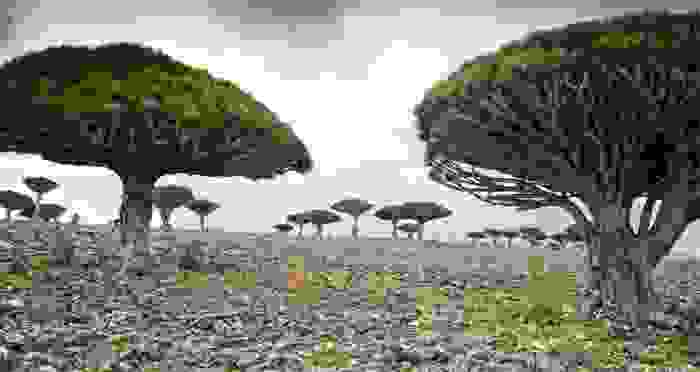 Árboles de sangre de dragón, endémicos de Socotra